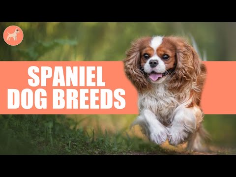 5 Types of Spaniel Dog Breeds & Their Differences