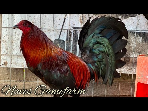 Brownred Albany Kelso - NAVES FARM