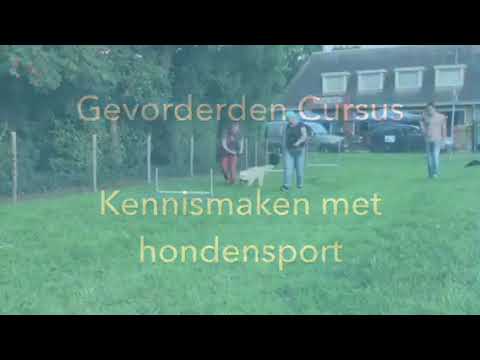 Hondenschool Kersten - Gevorderden Cursus
