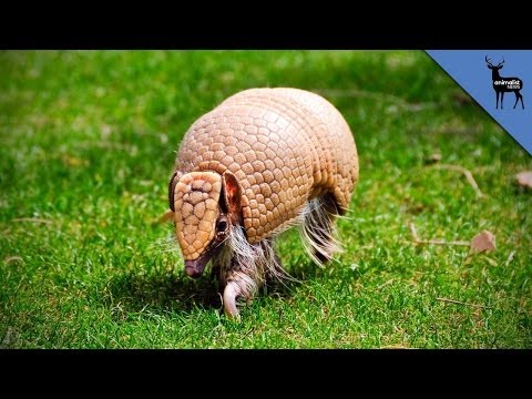 download lagu mp3 mp4 How Tough Is Rhino Skin, download lagu How Tough Is Rhino Skin gratis, unduh video klip How Tough Is Rhino Skin