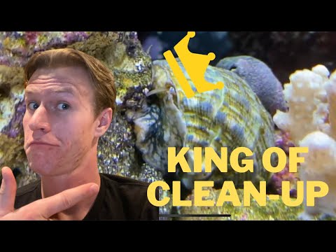 The BEST Member of the Cleanup Crew for Saltwater Fish Tanks (And 6 Reasons Why!)