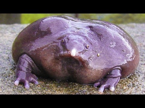 download lagu mp3 mp4 Purple Frog, download mp3 Purple Frog free download, download mp3 Purple Frog