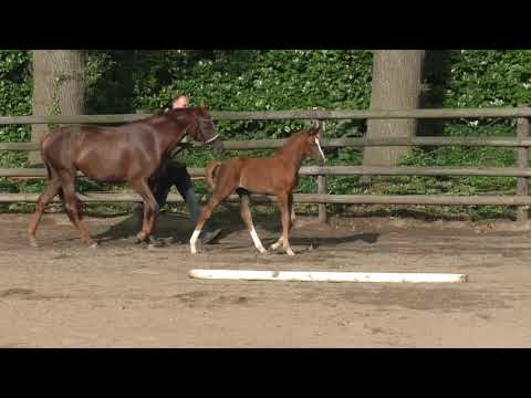 Fohlenrundfahrt 2021 - 21 Stutfohlen v. Dohnany