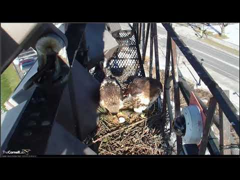 03 18 2018 - Red tailed Hawk - Arthur kommt zur Ablöse