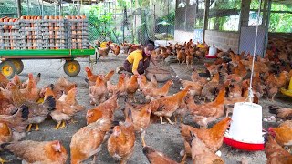 Harvest 1000+ Eggs On The Chicken Farm, Use Truck Transport Chicken Eggs Go To Market Sell