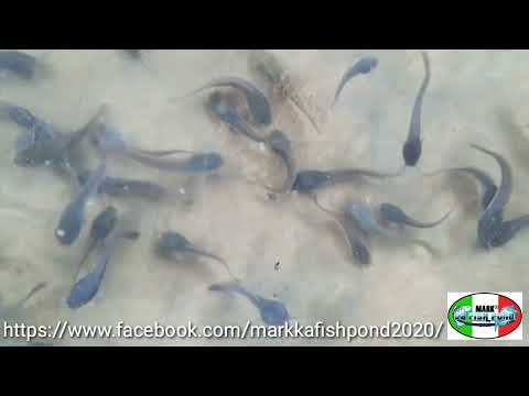 Akala ko Hito bakit may Hita??? Butete pala!!! @jewelmische20