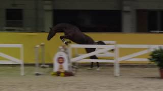 Video koně Cola Rubin