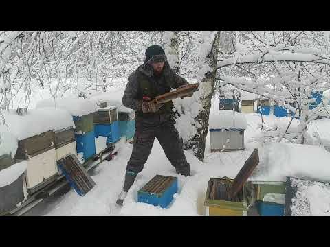 Пчеловодство. Как экстренно можно  пополнить запасы ослабевшему отводку во время зимовки! #пасека