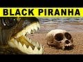 BIGGEST PIRANHA - Amazon River Monsters ...