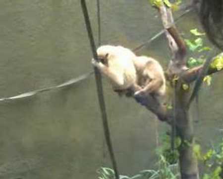 Just Monkeying Around!