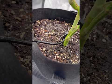 The Mars Hydro Foldable Drip Irrigation Kits make watering easier and more efficient. ✨