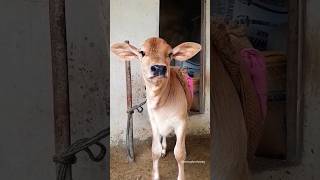 Funny Cow Sound 😁😁/#shorts #cowlover #funnyshorts #funny#cow #village  #cowvoice #viral
