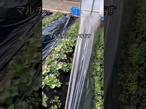 キョウチクトウに最適なマルチは何ですか?成長に最適なヒント  庭園