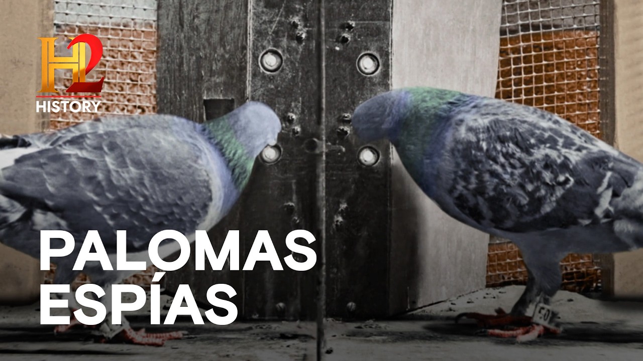 LAS PALOMAS ESPÍAS DE TESLA 👁️‍🗨️ - Nikola Tesla: Archivos Perdidos