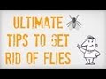 ULTIMATE Tips on How to Get Rid of Flies | Getting ...