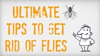 ULTIMATE Tips on How to Get Rid of Flies | Getting Rid of Flies Inside and Outside | Fly Traps