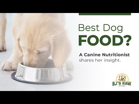 Best Dog Food? - A Dog Nutritionist Shares Her Insight