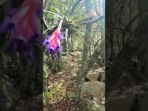 En el sendero La Pedrera (Paso Centurión, Cerro Largo, Uruguay 🇺🇾)