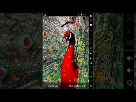 New Peacock Live Wallpaper Video