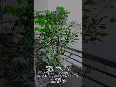 テラスまたはバルコニー用の鉢植えのオリーブの木 - アドバイスと写真  庭園