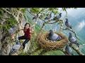 Harvesting Wild Pigeons From Dangerous Cliffs High Tree To Sell At Village Market Hienn Daily