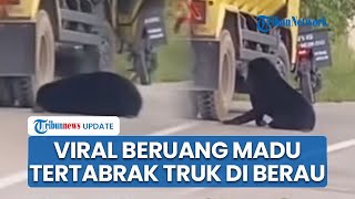 Bikin Geram Publik, Beruang Madu Dilindungi Tertabrak Truk di Kalimantan Gegara Habibat Dirusak