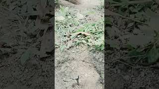 Download lagu Jani Jani pila de pani short #song #music mp3