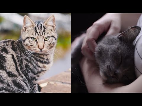 6 Minutes Of Pure Cats - Cute and Cinematic Cat Videos Compilation | Light Scarlet