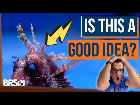 Ready to Add Fish to Your Saltwater Tank? Consider These Tips First! - Ep: 29