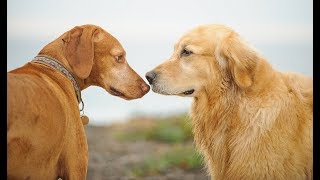 How to Make Dogs Get Along and Like Each Other