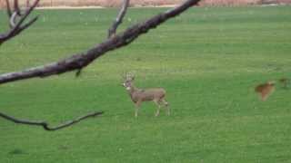 Giant Kansas Buck from November, 2013