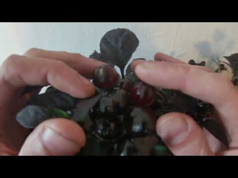 Pěstování Chilli papriček - Pokus s hnojením 10 díl (ukončení hnojení)