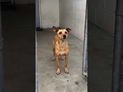 A quiet shelter meet-and-greet with a rescue dog