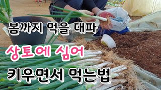 봄까지 대파 싱싱하게 키워서 먹는법,대파 보관법,대파 베란다보관법