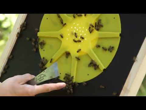 Test bitömmarbotten - del 2: Vilken variant får ris och vilken ros?