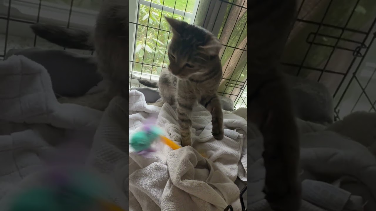 Enlarge Penny-small quiet, a ADOPTABLE Tabby in Beverly, MA video 3/3