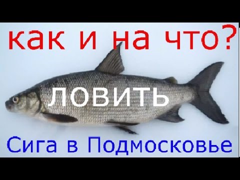 Как и на что ловить Чира, Нельму, Муксуна, в платных водоёмах ПОДМОСКОВЬЯ