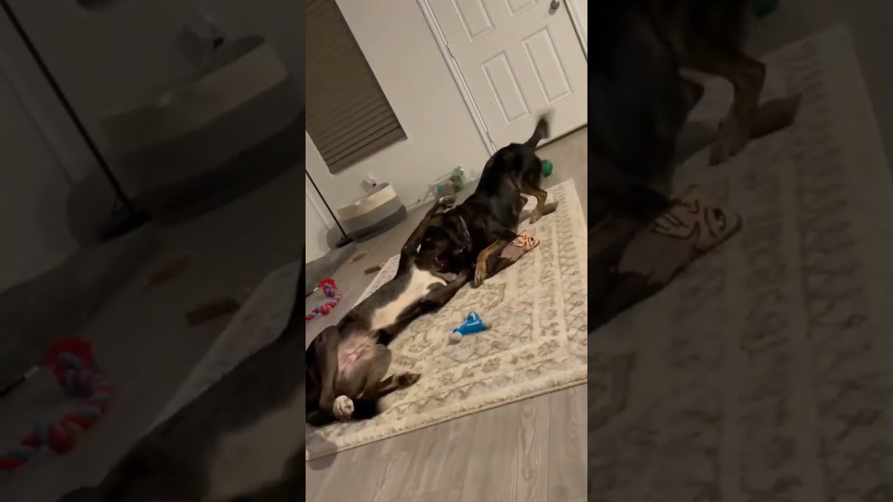 Enlarge Bronco, an adopted mixed breed in Winchester, VA video 6/6