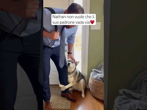 The tenderness of dogs ♥️ #dog #puppy #sad #bond #husky #abandonment #reaction