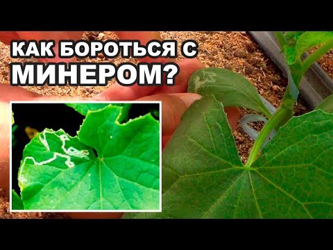 Как избавиться от вредителя минер (художника) на огурцах? (19-08-2018)