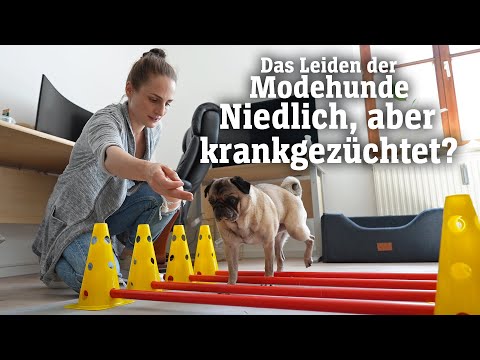 Das Leiden der Modehunde: Niedlich, aber krankgezüchtet? (SPIEGEL TV für ARTE Re:)