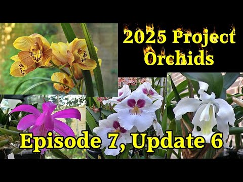 2025-6 Project Orchids - Episode 7, Update 6