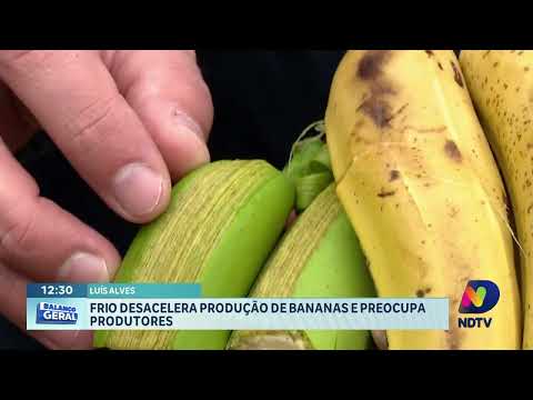 Frio reduz produção de bananas e preocupa agricultores em Luiz Alves
