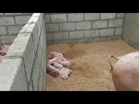 parideras artesanales sin jaulas un éxito cero muertos