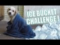 ICE BUCKET CHALLENGE - Fernanfloo con Curly