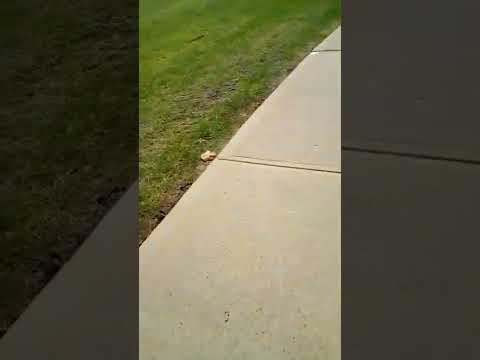 transperth thirty five bus