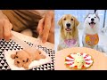 Cat And Dog Reaction To Cake Funny Cat Dog Cake Reaction Compilation