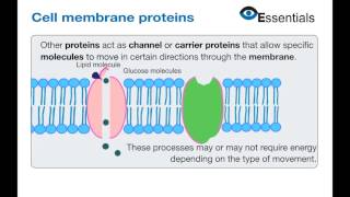 Essentials Video Animation - Cell Membrane Proteins