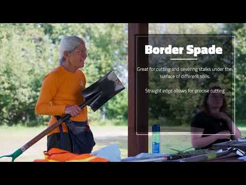 Phragmite Removal thumbnail