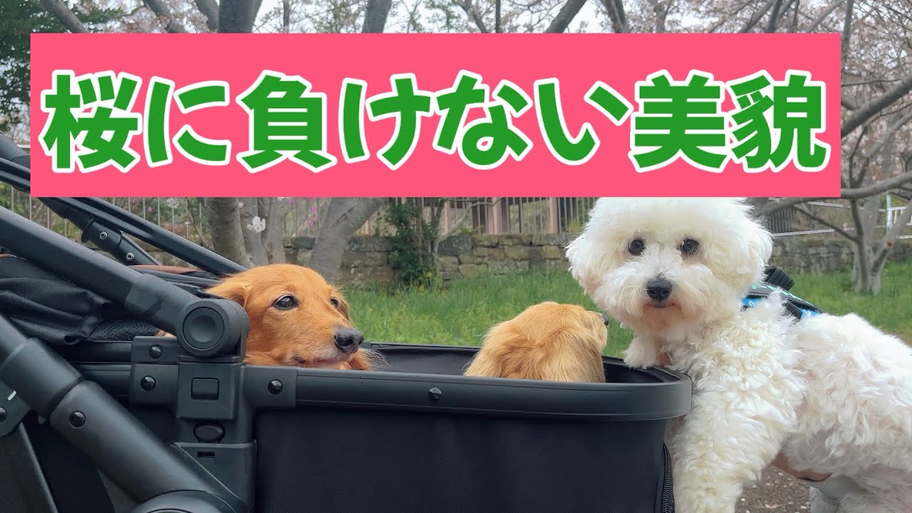 雨上がりのお散歩！！